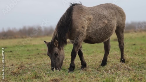 Wild tarpan horses in the wild in autumn

