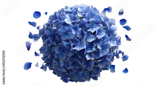 Blue hydrangea blossom with petals scattering on a transparent background, symbolizing beauty, growth, and nature