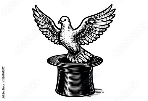 A white dove with outstretched wings emerges from a black top hat in a vintage engraving style — stock illustration.