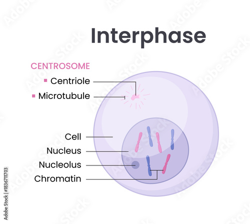 Vector illustration of Mitosis phase. Interphase