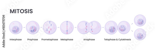 Vector illustration of Mitosis phases. Cell division