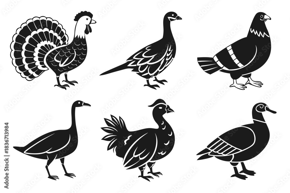 Fototapeta premium 22---farm-birds-6-icon---chicken--duck--goose--tur (1)