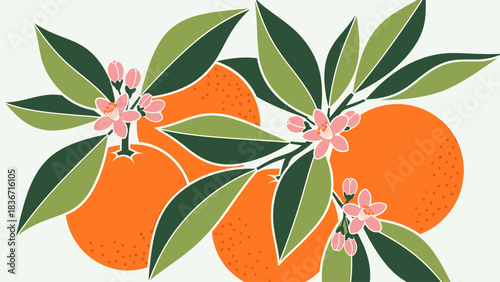 Fresh orange fruits with green leaves and delicate pink blossoms on branches - botanical illustration