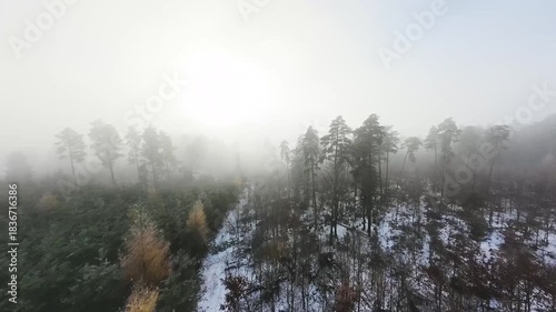 Wnter Fog in the Forest