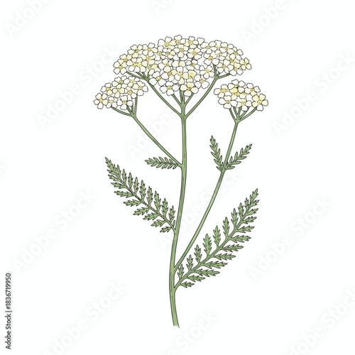 Botanical illustration of a whiteflowering plant with finely divided leaves