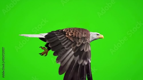 Chroma Key Animation Asset with american bald eagle flying in loop side angle close up realistic 3d isolated on green screen for transparency effect distortion, overlay, glitch, static noise, scan