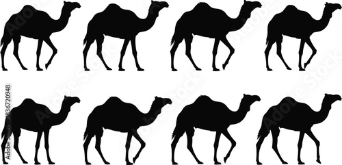 Set of black and white dromedary camel silhouettes showing walk cycle animation frames, isolated on white background for motion design.