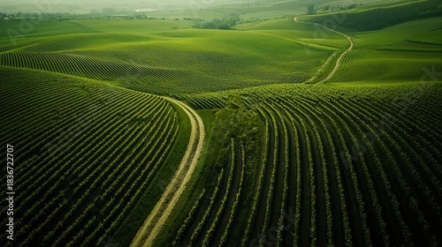 Aerial view of green vineyard rows with winding path through rolling hills landscape