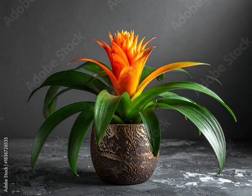 Vibrant bromeliad plant with bright orange bloom in decorative pot