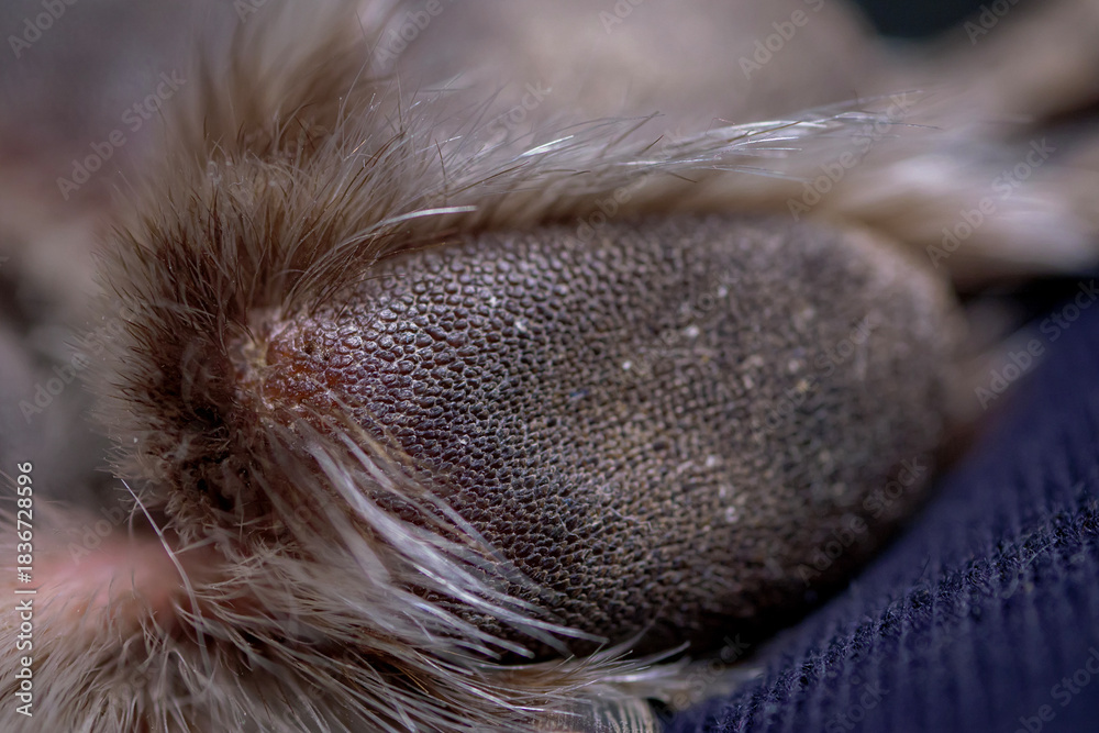 Fototapeta premium Extreme macro close up of a dog paw pad texture. Detailed photography of the rough skin surface on a canine foot bottom suitable for biology use.