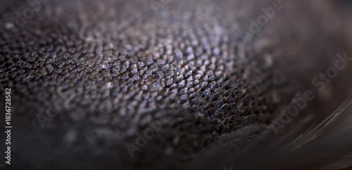 Billede på lærred Abstract macro texture of rough animal skin or nose pad