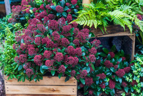 A cluster of skimmia japonica plants with dense dark red flower buds and rich green leaves is displayed in a rustic wooden crate with ferns.