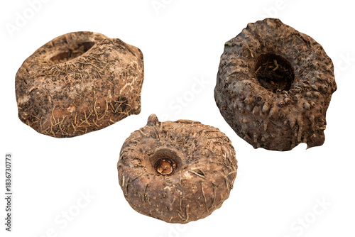 Konjac or Amorphophallus konjac on transparent background.