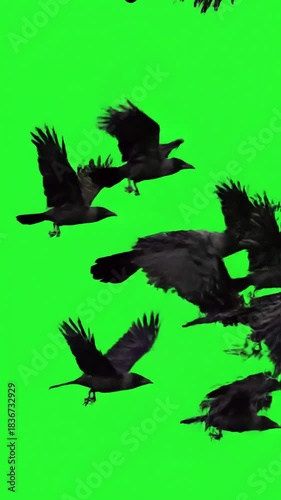VFX Element with black crows fly across the sky close on a green screen distortion, overlay, glitch, static noise, scan lines background, 4k animated video loop