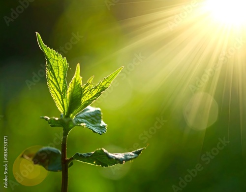 Young plant in bright sun, focused on vibrant green leaves