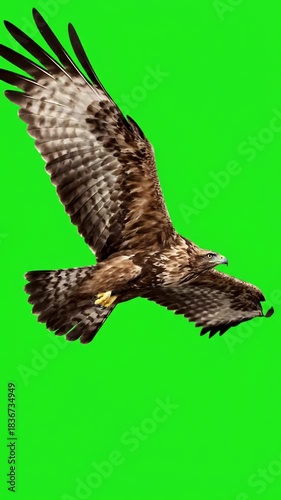 Spreading Wings with buzzard bird flying spread green screen distortion, overlay, glitch, static noise, scan lines on black background, 4k animated video loop