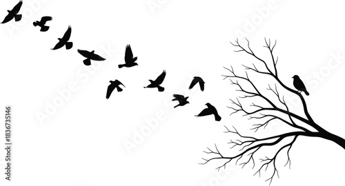freedom, flight, silhouette, birds, tree, nature, minimal, black, white, motion, escape, transition, wildlife, abstract, peaceful, artistic, perch, migration, contrast, simplicity