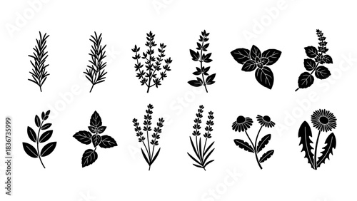 Botanical illustration featuring an assortment of herbs and plants in black silhouette style