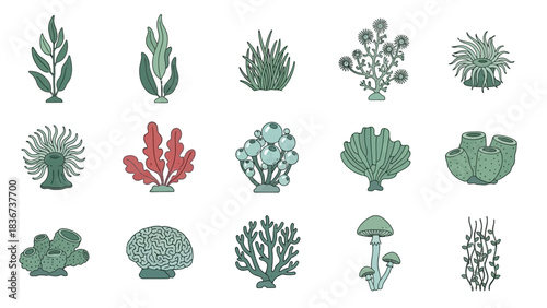 Illustration of diverse sea plants and coral reef elements for underwater ecosystem design