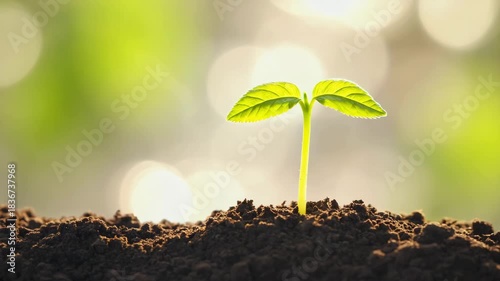 Close-up of Young Seedling Sprouting from Dark Earth at Golden Hour