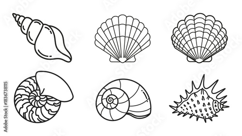 Simple Line Art Collection of Seashells with Detailed Outlines and Varying Shapes