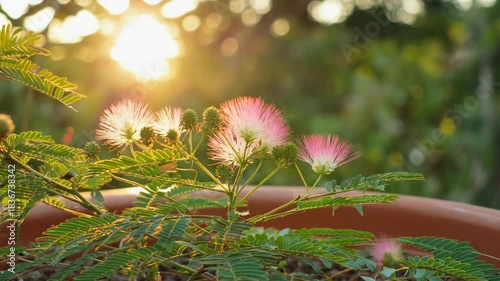 Pink Powderpuff Mimosa Flowers Blooming in Potted Plant at Sunset