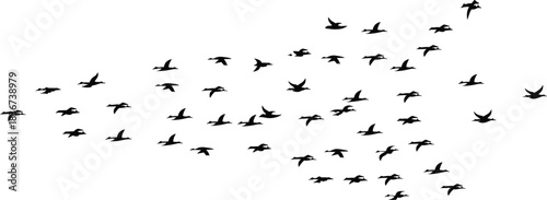 Flock of birds in silhouette flying across white background