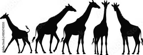 Silhouettes of five giraffes in varied poses — wildlife, animal posture, and nature reference for artistic and educational use