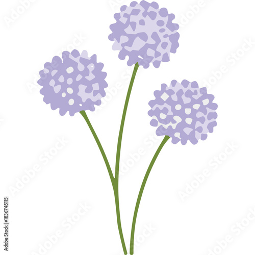 Three Delicate Purple Allium Flowers with Green Stems on a Black Background