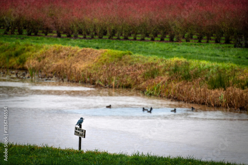 Belted kingfisher perched on a no trespassing sign overlooking a blueberry field. Blueberries in winter color and an irrigation ditch inhabited by ducks seen in the Skagit Valley, Washington.