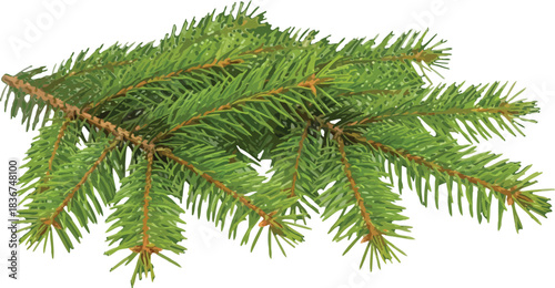 Fresh green pine branch with needles isolated on a clean white background for seasonal designs