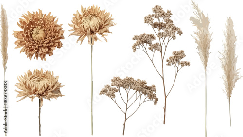 Collection of dried flowers and pampas grass stems in neutral earth tones on white background