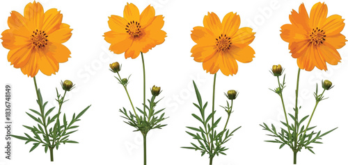 Vibrant orange cosmos flowers in a minimalist arrangement on a clean white background