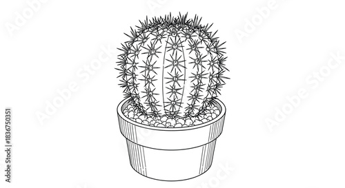 Detailed black and white line art illustration of a spiky barrel cactus in a small pot, perfect for a coloring page or botanical design.