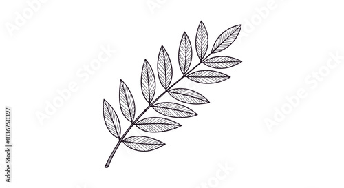 Elegant hand-drawn botanical illustration of a rowan or ash tree branch with detailed leaves, created in a vintage, engraved style.