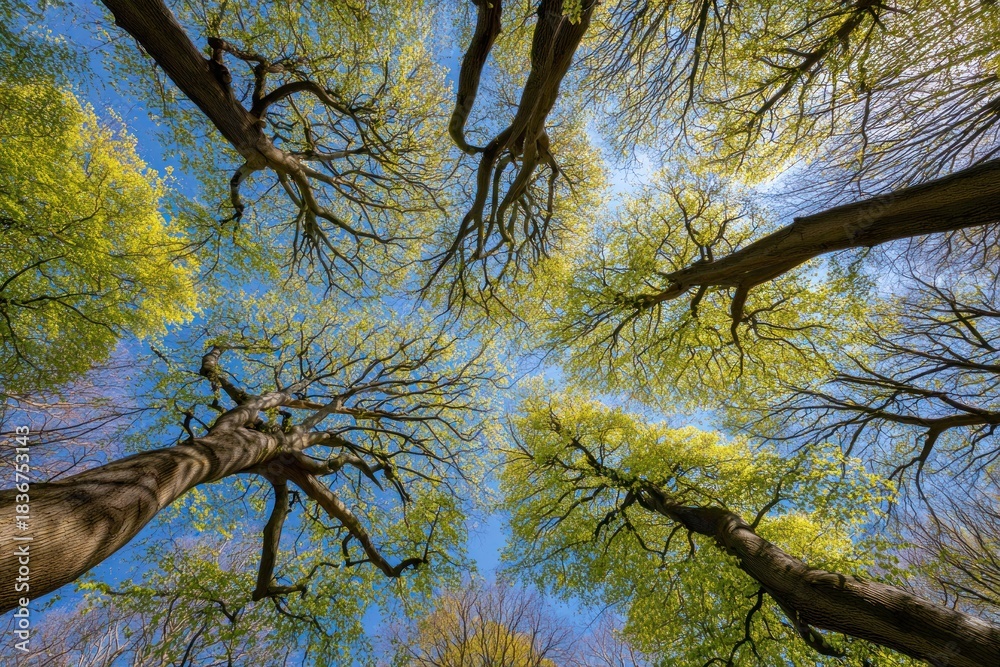 Fototapeta premium Upward shot of tree canopies with fresh green leaves against a bright blue sky