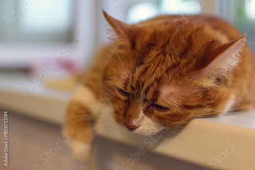 A domestic shorthaired cat with a red tabby color, resting on a windowsill.