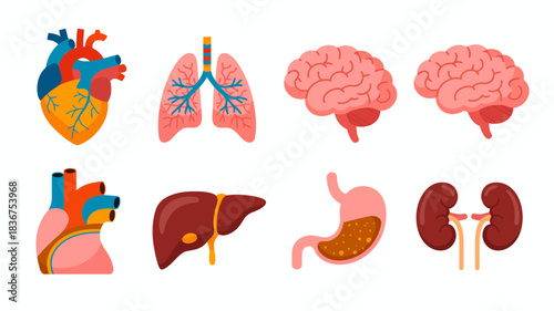 Collection of vital human internal organs, anatomy and biology illustration set
