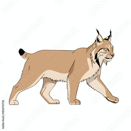 Illustration of a majestic wild cat walking alone