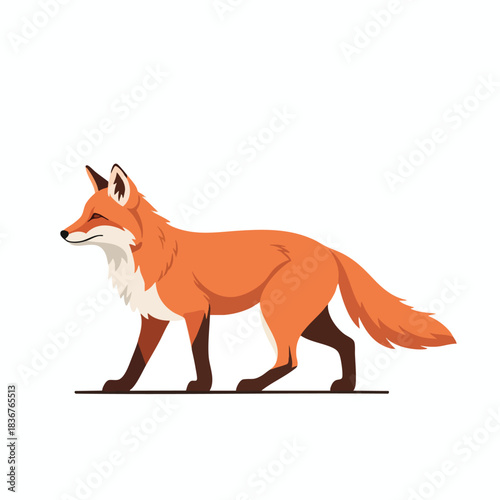 Vector illustration of a red fox