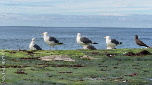 Seagull Standing on Coastal Rocks with Ocean Background