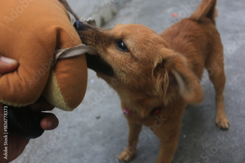 A blonde dog is playing in the yard looking happy. playing and biting a doll. blur zoom.