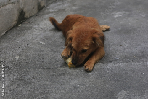 A blonde dog is playing in the yard looking happy. playing and biting a doll. blur zoom.