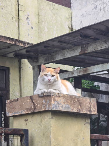 Cat sitting on the fence