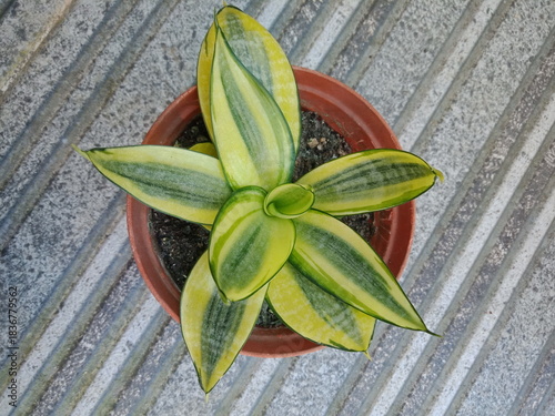 Sansevieria trifasciata ornamental plant in a pot. Ornamental plant. Floor background.
