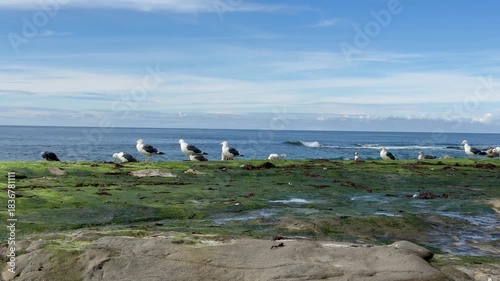 Seagull Standing on Coastal Rocks with Ocean Background
