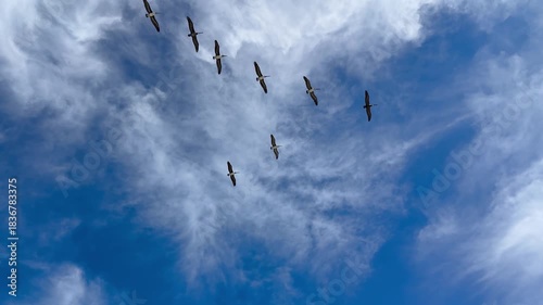 Seagulls flying in sky in V-Formation over the beach