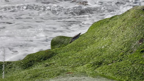 Sandpiper Bird On Ocean Rocks
