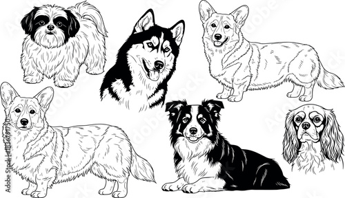 Detailed black and white line art set of popular dog breeds: Shih Tzu, Husky, Corgi, Border Collie, and Cavalier King Charles Spaniel, representing pets and animal illustration.