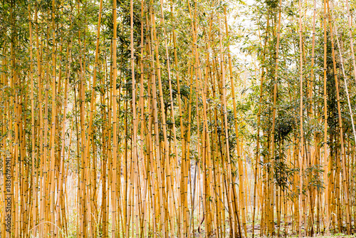 Green Bamboo Grove Natural Botanical Portrait